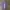 Towngent Luxury Formal shirt Pria purple white photo 1