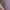 Towngent Luxury Formal shirt Pria purple white photo 3