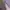 Towngent Luxury Formal shirt Pria purple white photo 2