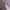Towngent Luxury Formal Shirt Pria Purple White