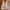Shein Cottagecore Avant Garde Fleece Wanita White Cream Pink