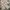 Casual Formal pants Pria cream photo 4