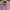 Luxury Fleece Pria pink photo 2