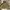 Fieldcore Streetwear Gorpcore Parka Pria Green