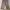 Ben Davis Skater Casual Jeans Pria tan photo 1