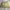 H&M Casual Pleated skirt Wanita cream photo 1
