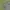 Luxury Minimalist Polo shirt Pria green photo 3