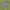 Luxury Minimalist Polo shirt Pria green photo 1