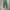 Issey Miyake Casual Wanita green photo 4