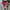 Converse Casual Sneakers Pria white red photo 5