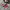 Converse Casual Sneakers Pria white red photo 1