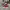 Converse Casual Sneakers Pria burgundy white photo 1
