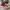 Converse Casual Sneakers Pria burgundy white photo 3