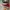 Converse Casual Sneakers Pria burgundy white photo 2