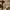 Dickies Vintage Y2K Harrington Jacket Pria Tan