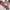Japanese brand Vintage Pria red photo 4