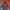 Dickies Streetwear Bomber Jacket Pria Navy