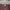 Minimalist Cami top Wanita burgundy photo 4