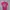 Gildan Vintage T-shirt Pria pink photo 1