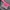 Japanese brand Y2K Sportswear T-shirt Pria pink black photo 6