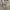Adidas Sportswear Jersey Pria white photo 1