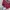 Lolita Kebaya Wanita burgundy photo 3
