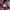 Nike Sportswear Sneakers Wanita burgundy photo 4
