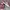 Nike Sportswear Sneakers Wanita burgundy photo 1