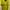 Puma Sportswear Jersey Pria yellow photo 1
