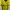 Puma Sportswear Jersey Pria Yellow
