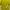 Puma Sportswear Jersey Pria yellow photo 2
