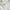 Zara Minimalist Casual Short Wanita white photo 6