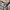 Dickies Vintage Y2K Hoody Pria brown photo 4