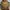 Dickies Vintage Y2K Hoody Pria brown photo 2