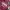 Levi's Y2K Hoody Pria burgundy photo 2