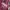 Levi's Y2K Hoody Pria Burgundy