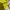 Japanese brand Streetwear Crop top Wanita gold yellow photo 5