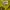 Japanese brand Streetwear Crop top Wanita gold yellow photo 7