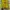 Japanese brand Streetwear Crop top Wanita gold yellow photo 2