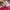 Dolce & Gabbana Y2K Luxury T-shirt Wanita pink photo 4