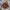 Vintage Biker Fur Coat Pria Brown