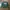 Dickies Casual Hoody Pria green photo 1