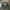 Dickies Casual Hoody Pria Green