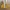 Converse Streetwear Casual Sneakers Pria Yellow