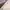 Casual Short Pria cream photo 3
