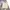 Tommy Hilfiger Luxury Minimalist Short Pria cream photo 1