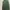 Casual Casual Shirt Pria Green