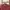DSQUARED2 Biker Track jacket Pria burgundy photo 8
