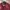 DSQUARED2 Biker Track jacket Pria burgundy photo 3