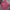 Uniqlo Casual Hoody Pria pink photo 7